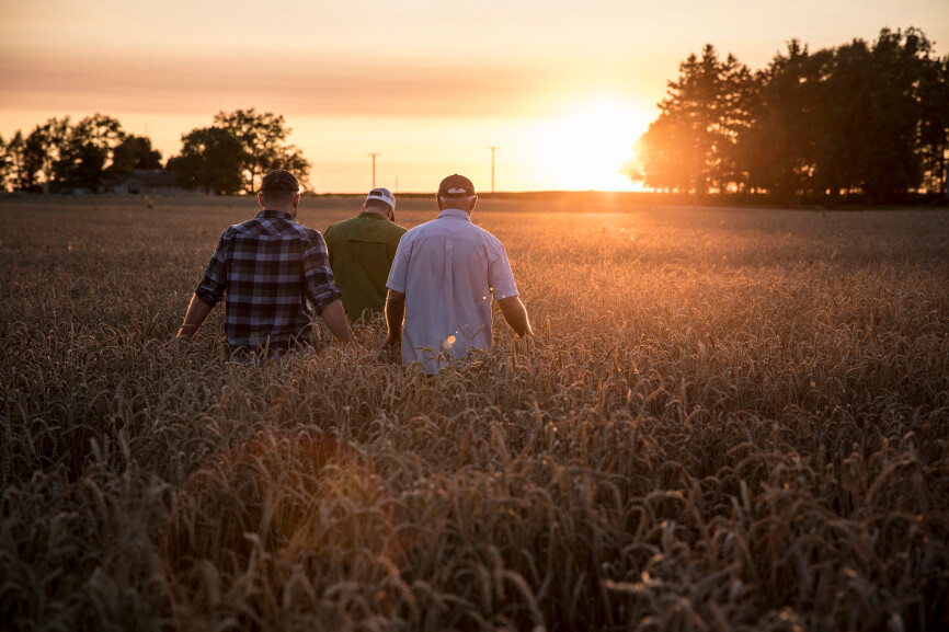 Three men walking in a wheat field moving towards the setting sun