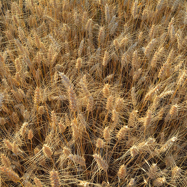 wheat_field_square Pasta 101